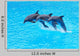 Leaping Bottlenose Dolphins Tursiops Wall Mural