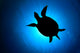 Silhouette Hawksbill Sea Turtle