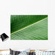 banana leaf texture Wall Mural