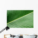 banana leaf texture Wall Mural