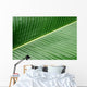 banana leaf texture Wall Mural