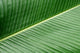 banana leaf texture Wall Mural