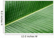 banana leaf texture Wall Mural