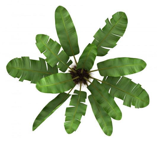 Top Wild Banana Palm Wall Decal