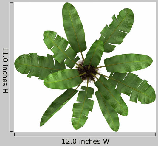 Top Wild Banana Palm Wall Decal