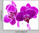 Purple Orchids for Relaxation