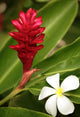 Ginger Flower