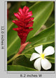 Ginger Flower