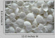White Sea Shells as