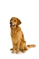 Golden Retriever Wall Decal
