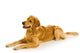 Golden Retriever Wall Decal