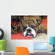 Bouledogue Anglais