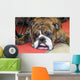 Bouledogue Anglais