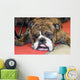 Bouledogue Anglais