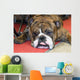Bouledogue Anglais