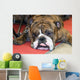 Bouledogue Anglais