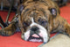 Bouledogue Anglais