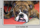 Bouledogue Anglais