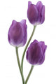 Tulip Wall Decal