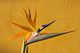 Bird of Paradise Wall Mural