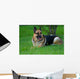 German Shepherd Laying Grass