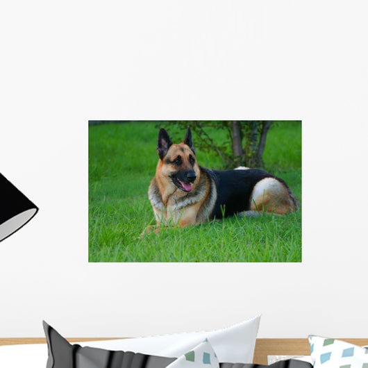 German Shepherd Laying Grass