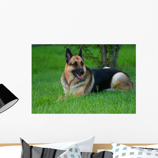 German Shepherd Laying Grass