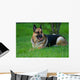 German Shepherd Laying Grass