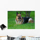 German Shepherd Laying Grass