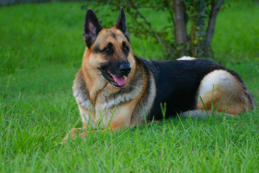 German Shepherd Laying Grass