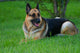 German Shepherd Laying Grass