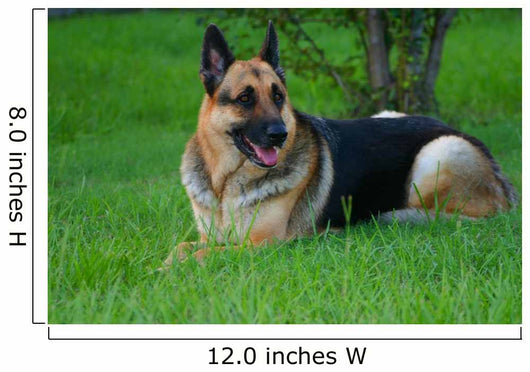 German Shepherd Laying Grass