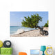 Divi Divi Tree