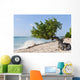 Divi Divi Tree