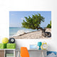 Divi Divi Tree