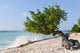 Divi Divi Tree