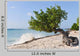 Divi Divi Tree