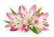 Three Pink Lily