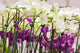 Orchid Wall Mural