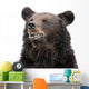Bear Wall Decal