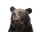 Bear Wall Decal