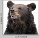 Bear Wall Decal