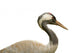 Isolated Common Crane Wall Decal