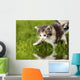 Kitten with Reflection