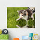 Kitten with Reflection