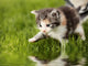 Kitten with Reflection