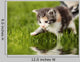 Kitten with Reflection