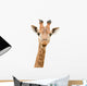 Giraffe Watching You Wall Decal
