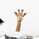 Giraffe Watching You Wall Decal