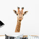 Giraffe Watching You Wall Decal